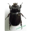 Oryctes nasicornis (Linnaeus, 1758) male Rohatyniec nosorożec